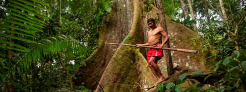 Man in rainforest